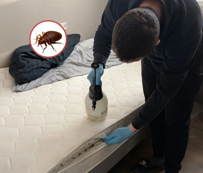 Technicien traitant un matelas contre les punaises de lit à Auvers-sur-Oise